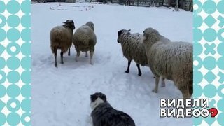 Бордер-колли пасет овец. Видели видео? Фрагмент выпуска от 16.02.2020