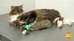 Худей, киса! Доброе утро. Фрагмент выпуска от 19.02.2020