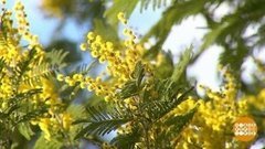 Мимоза распустилась! Доброе утро. Фрагмент выпуска от 19.02.2020