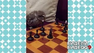 Совенок-шахматист. Видели видео? Фрагмент выпуска от 24.02.2020