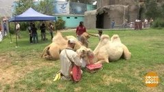 В мире. Верблюжья симпатия. Доброе утро. Фрагмент выпуска от 04.03.2020