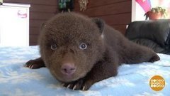 С новосельем, мишки! Доброе утро. Фрагмент выпуска от 04.03.2020