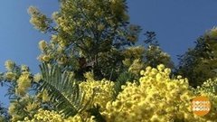 Мимоза едет! Доброе утро. Фрагмент выпуска от 05.03.2020