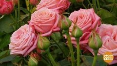 Миллион роз! И не только алых… Доброе утро. Суббота. Фрагмент выпуска от 07.03.2020