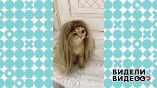 Кошка, которой очень идут парики. Видели видео? Фрагмент выпуска от 09.03.2020