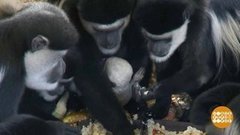 В мире. Черно-белые обезьяны — колобусы. Доброе утро. Фрагмент выпуска от 11.03.2020