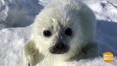 Бельки Ксюша, Муся и Байка — спасены! Доброе утро. Суббота. Фрагмент выпуска от 14.03.2020