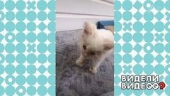 Спасение котенка. Видели видео? Фрагмент выпуска от 15.03.2020
