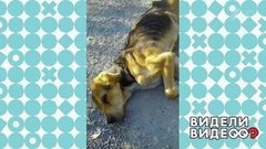 Десять тысяч спасенных собак. Видели видео? Фрагмент выпуска от 15.03.2020