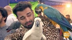 В мире. Шоу домашних любимцев. Доброе утро. Фрагмент выпуска от 18.03.2020