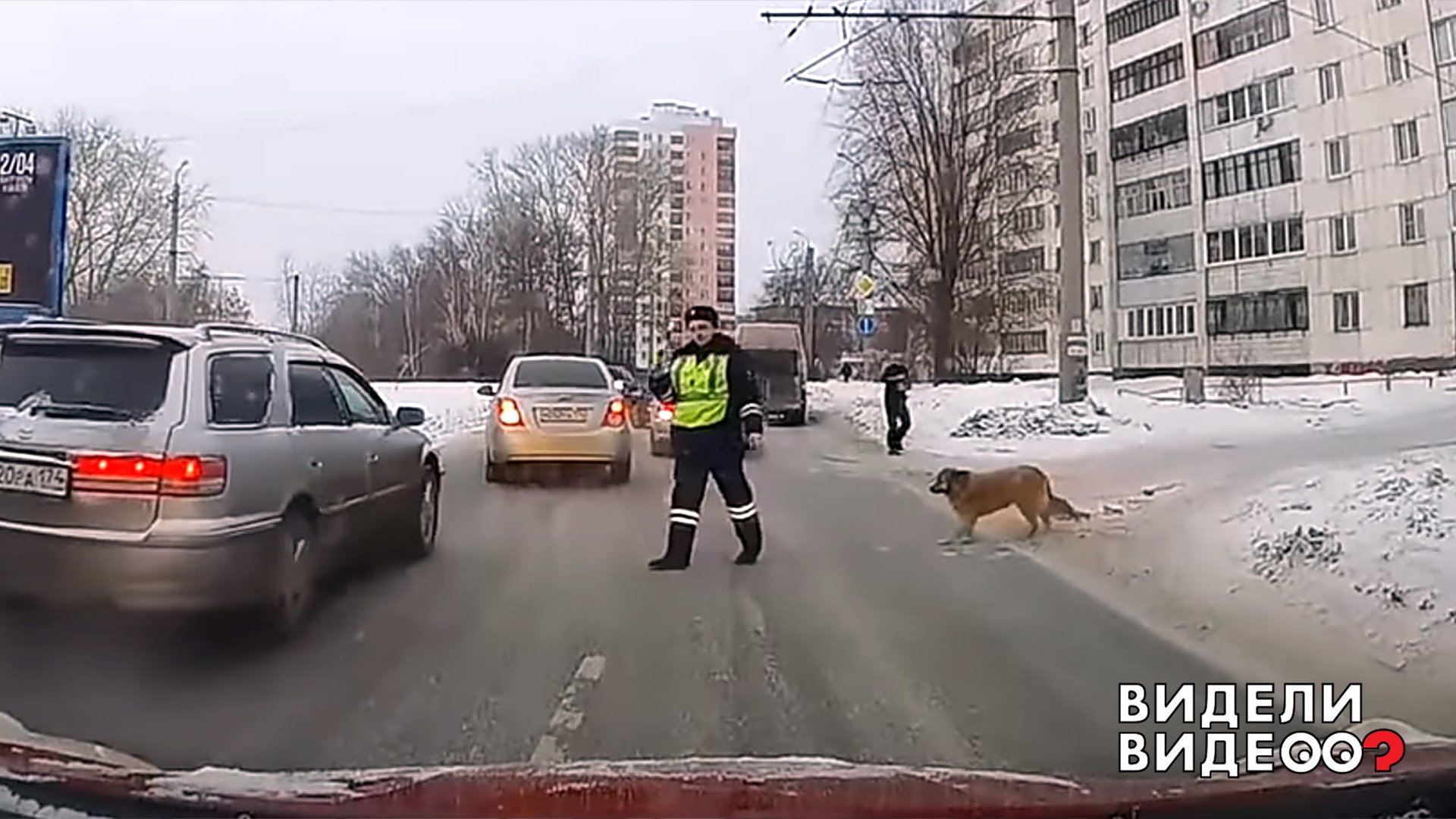 Пропусти собака. Собака перебегающая через дорогу. Переводит собаку через дорогу. Собака переходит улицу. Собака ведет человека через дорогу.