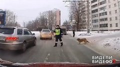 Уступите дорогу собаке. Видели видео? Фрагмент выпуска от 22.03.2020