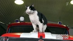 Спасение котенка из пожара. Видели видео? Фрагмент выпуска от 22.03.2020