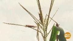 В мире. Борьба с нашествием саранчи. Доброе утро. Фрагмент выпуска от 23.03.2020