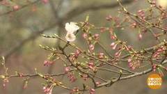 В мире. Цветение сакуры. Доброе утро. Фрагмент выпуска от 23.03.2020