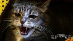 Что? Где? Когда? Весенняя серия игр. Анонс