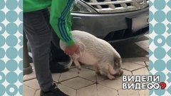 Поросенок не хочет домой. Видели видео? Фрагмент выпуска от 29.03.2020