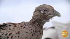 Фазаний выпускной. Доброе утро. Фрагмент выпуска от 30.03.2020