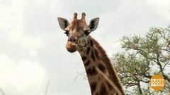 Зверушки в режиме онлайн. Доброе утро. Фрагмент выпуска от 03.04.2020