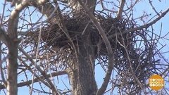 Коршуны над городом. Доброе утро. Фрагмент выпуска от 03.04.2020