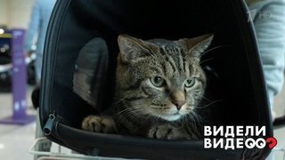 Первый официальный полет кота Виктора. Видели видео? Фрагмент выпуска от 05.04.2020