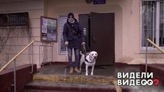 Как собака-поводырь помогла найти призвание. Видели видео? Фрагмент