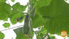 Овощи для пенсионеров. Доброе утро. Фрагмент выпуска от 07.04.2020