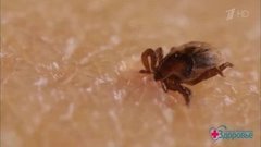 Осторожно: клещи. Здоровье. Фрагмент выпуска от 12.04.2020