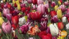 Целое море… тюльпанов. Доброе утро. Фрагмент выпуска от 16.04.2020