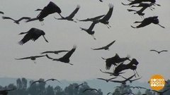 Вы откуда, журавли? Доброе утро. Фрагмент выпуска от 17.04.2020