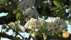 Яблони в цвету. Доброе утро. Суббота. Фрагмент выпуска от 18.04.2020