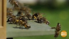 Пчелки проснулись! Доброе утро. Фрагмент выпуска от 22.04.2020