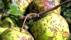 Урожай, защищайся! Доброе утро. Фрагмент выпуска от 22.04.2020