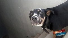 Человек собаке друг? Мужское / Женское. Выпуск от 23.04.2020