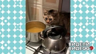 Кот съел суп прямо из кастрюли. Видели видео? Фрагмент выпуска от 26.04.2020