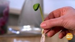 Грядка на подоконнике. Проращиваем! Доброе утро. Фрагмент выпуска от 28.04.2020