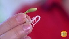 Грядка на подоконнике. Рассада в скорлупе. Доброе утро. Фрагмент выпуска от 29.04.2020