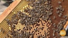 С новосельем, пчелы! Доброе утро. Фрагмент выпуска от 29.04.2020