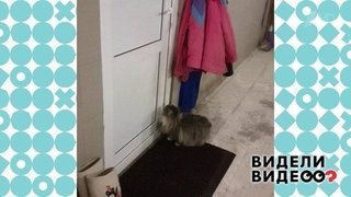 Кошка открывает дверь. Видели видео? Фрагмент выпуска от 05.05.2020