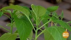 Закаляйтесь, баклажаны! Доброе утро. Фрагмент выпуска от 06.05.2020