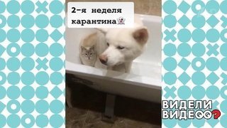 Пес и кот самоизолировались в ванной. Видели видео? Фрагмент выпуска от 11.05.2020