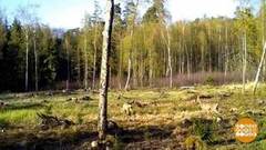 Природа отдыхает… от нас. Доброе утро. Фрагмент выпуска от 12.05.2020