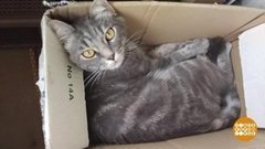 Не скучайте без нас, котики! Доброе утро. Фрагмент выпуска от 14.05.2020