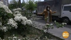 Пыльца летит, аллергик плачет. Доброе утро. Фрагмент выпуска от 19.05.2020
