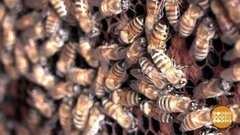 Кто их поймет, этих пчел… Доброе утро. Фрагмент выпуска от 20.05.2020