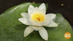 Русалочьи цветы. Доброе утро. Фрагмент выпуска от 21.05.2020