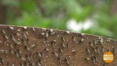 Комарам — аплодисменты? Доброе утро. Фрагмент выпуска от 26.05.2020