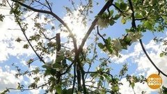 Аптечка для садовых деревьев. Доброе утро. Фрагмент выпуска от 27.05.2020