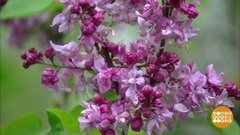 Один раз в год сирень цветет. Доброе утро. Фрагмент выпуска от 29.05.2020
