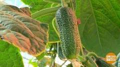 Зелененький и в пупырышках. Доброе утро. Фрагмент выпуска от 05.06.2020